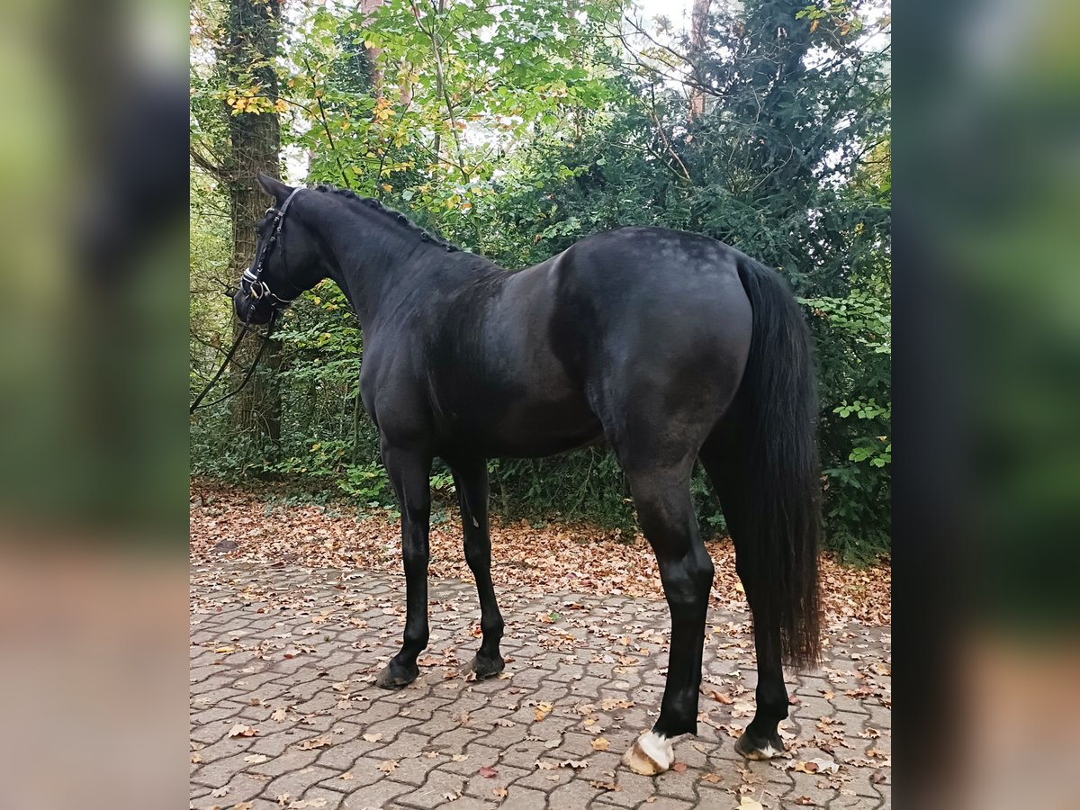 Hannoveraan Ruin 4 Jaar 168 cm Zwart in Barenburg