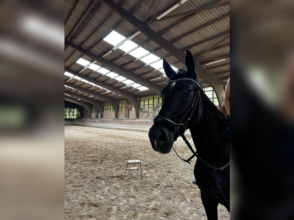 Hannoveraan Ruin 4 Jaar 168 cm Zwart in Altenstadt