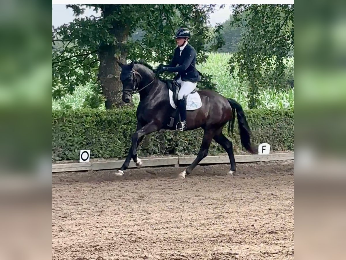 Hannoveraan Ruin 4 Jaar 168 cm Zwartbruin in Fleckeby