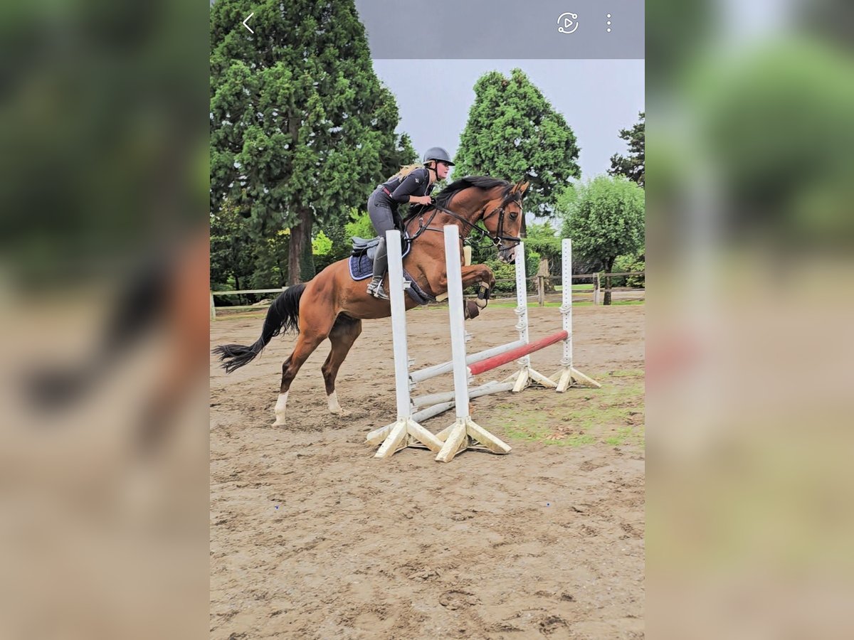 Hannoveraan Ruin 4 Jaar 169 cm in Kempen