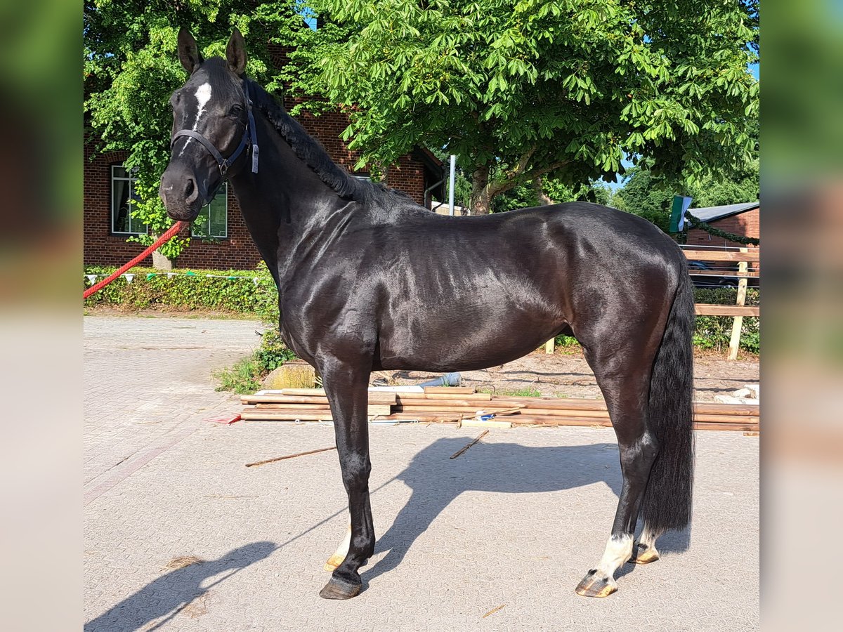 Hannoveraan Ruin 4 Jaar 169 cm Zwart in Achim
