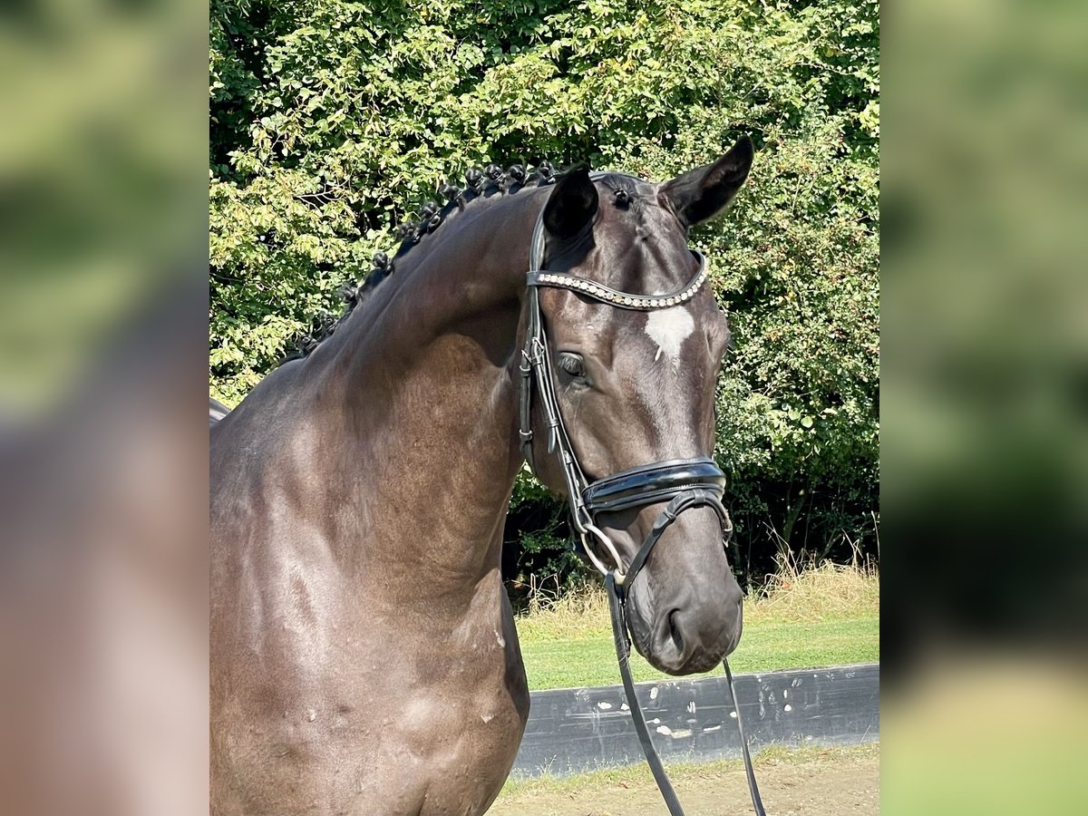 Hannoveraan Ruin 4 Jaar 169 cm Zwart in Rees