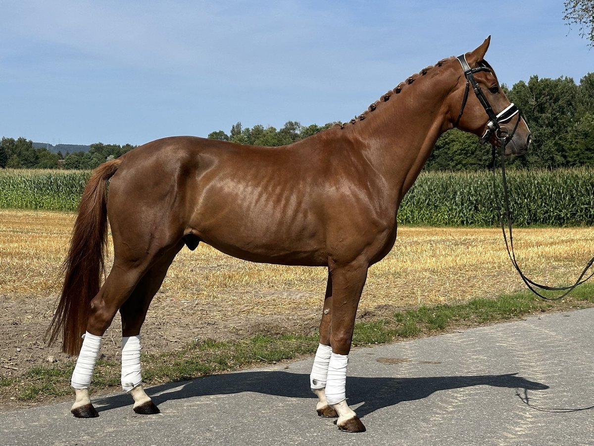 Hannoveraan Ruin 4 Jaar 170 cm Donkere-vos in Riedlingen