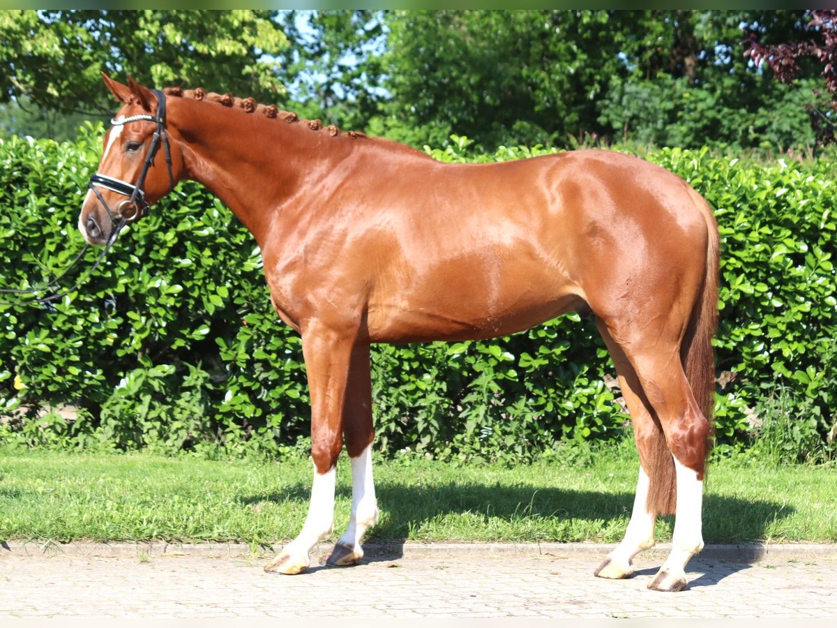 Hannoveraan Ruin 4 Jaar 170 cm Vos in Selsingen