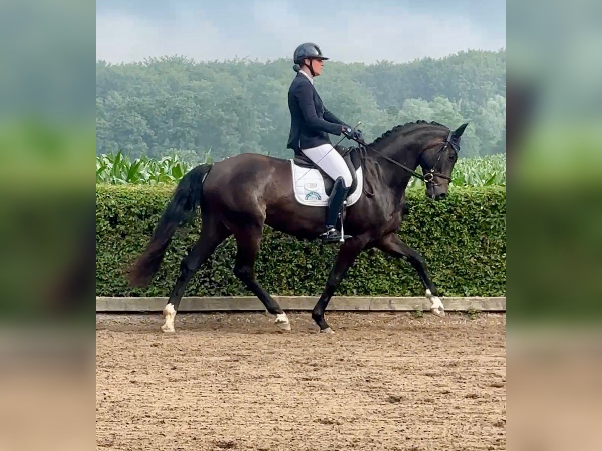 Hannoveraan Ruin 4 Jaar 170 cm Zwart in G&#xFC;by
