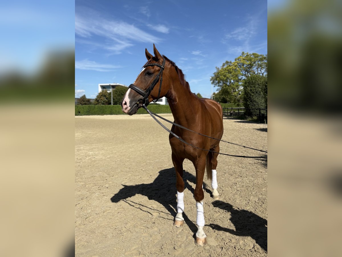 Hannoveraan Ruin 4 Jaar 171 cm in Krefeld