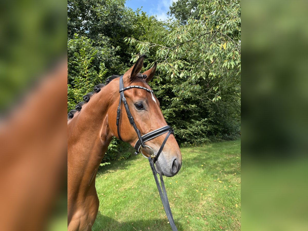 Hannoveraan Ruin 4 Jaar 172 cm Bruin in Kirchlinteln