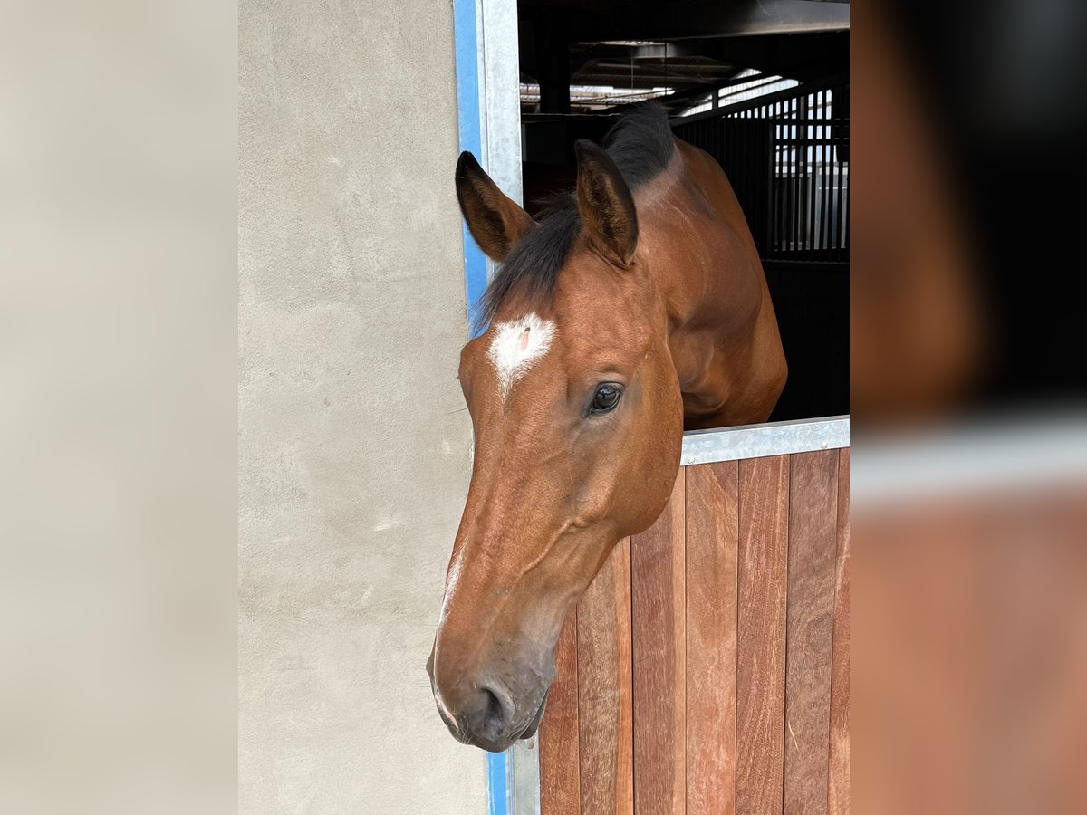 Hannoveraan Ruin 4 Jaar 172 cm Bruin in Uetze