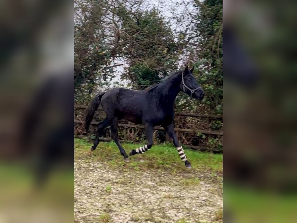 Hannoveraan Ruin 4 Jaar 172 cm Zwart in Moers