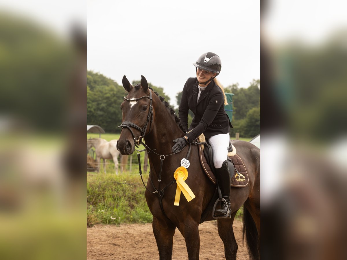 Hannoveraan Ruin 4 Jaar 173 cm Zwartbruin in Hohenfelde