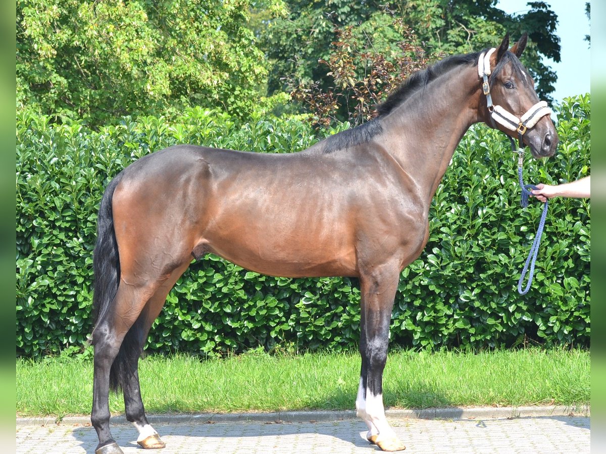 Hannoveraan Ruin 4 Jaar 176 cm Bruin in Selsingen