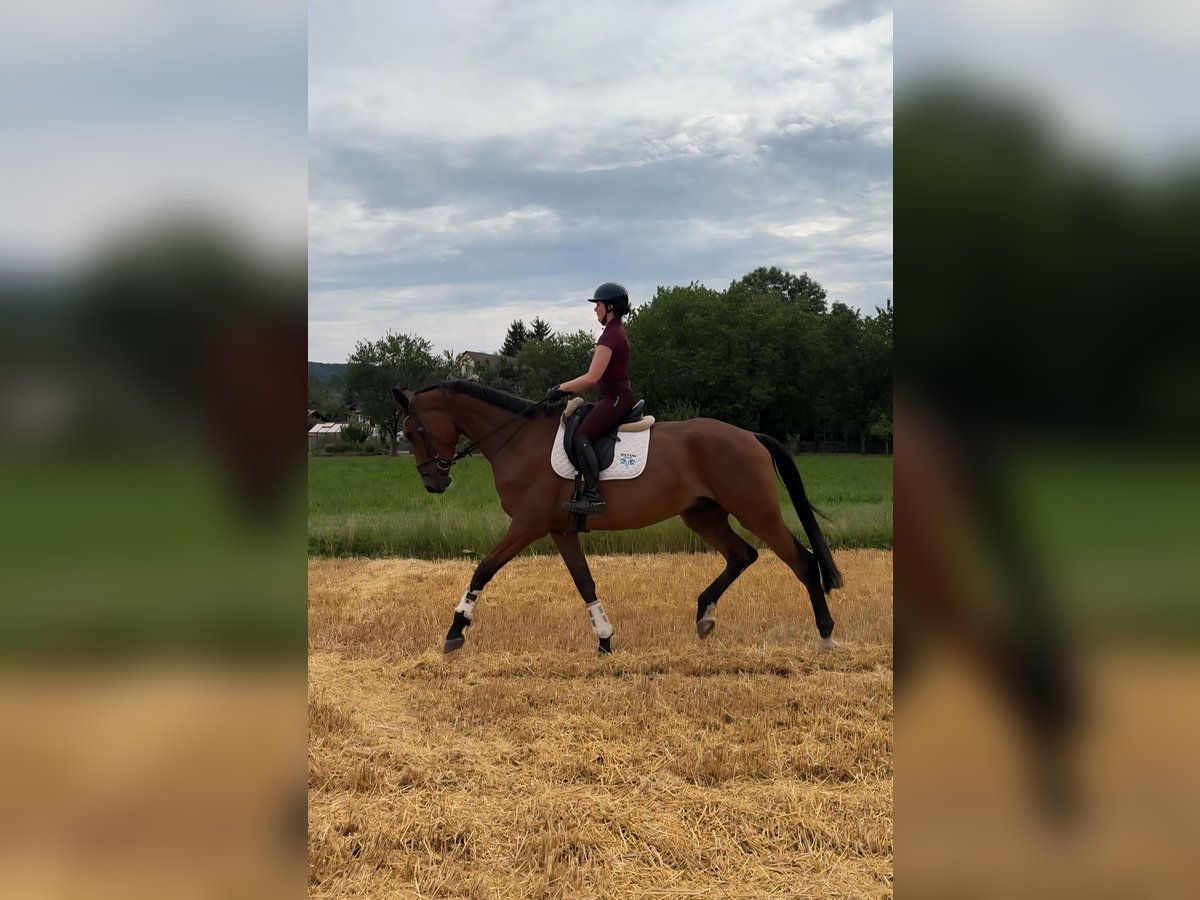 Hannoveraan Ruin 4 Jaar 185 cm Bruin in Rosengarten