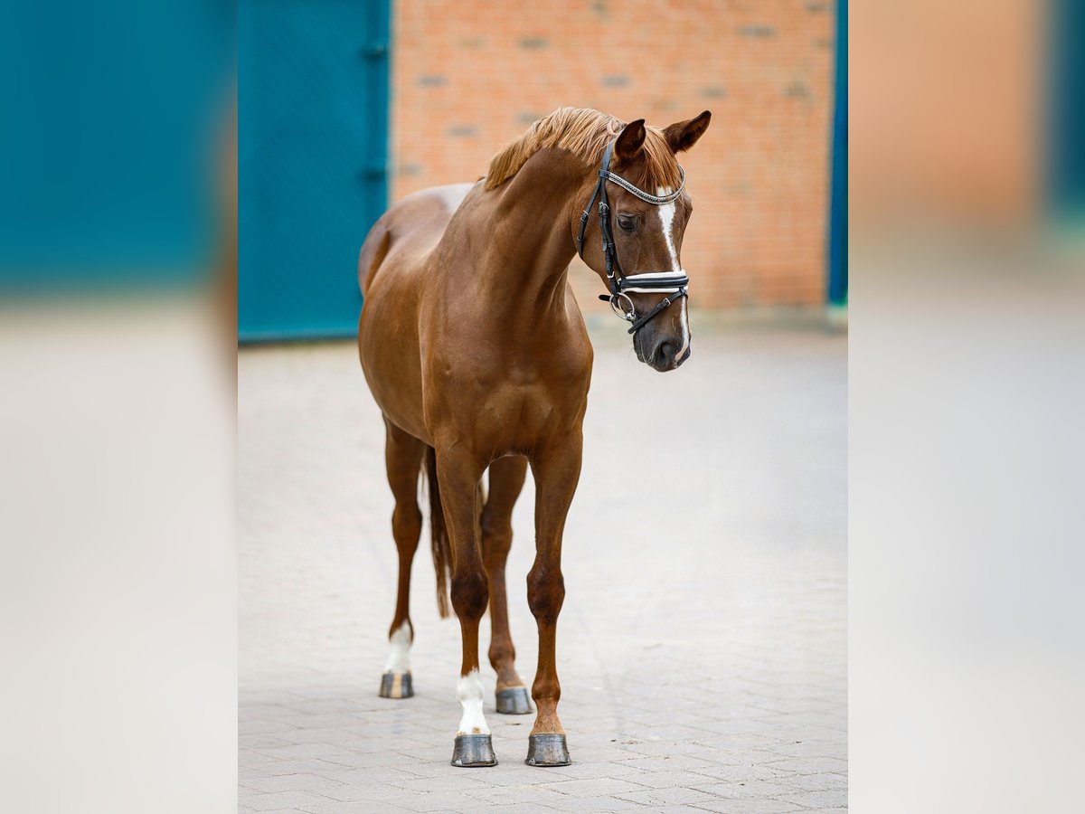 Hannoveraan Ruin 5 Jaar 160 cm Vos in Garstedt