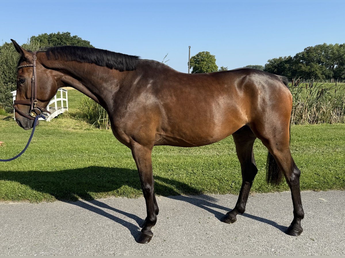 Hannoveraan Ruin 5 Jaar 163 cm Bruin in Horstmar