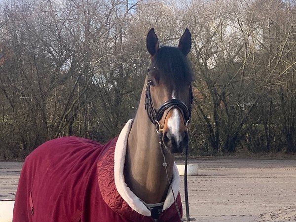 Hannoveraan Ruin 5 Jaar 165 cm Bruin in Verden (Aller)