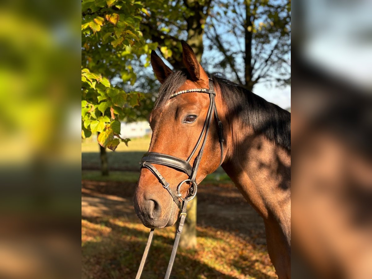 Hannoveraan Ruin 5 Jaar 166 cm Bruin in Pulheim