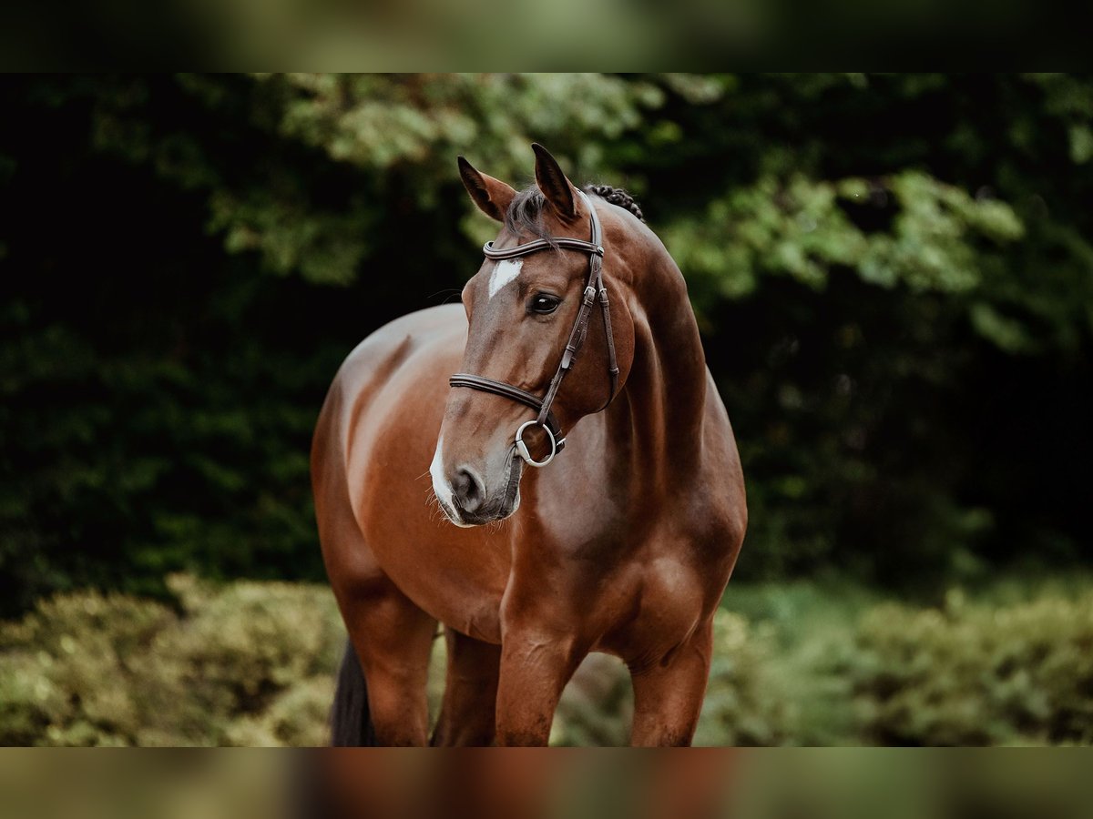 Hannoveraan Ruin 5 Jaar 167 cm Bruin in Riedstadt