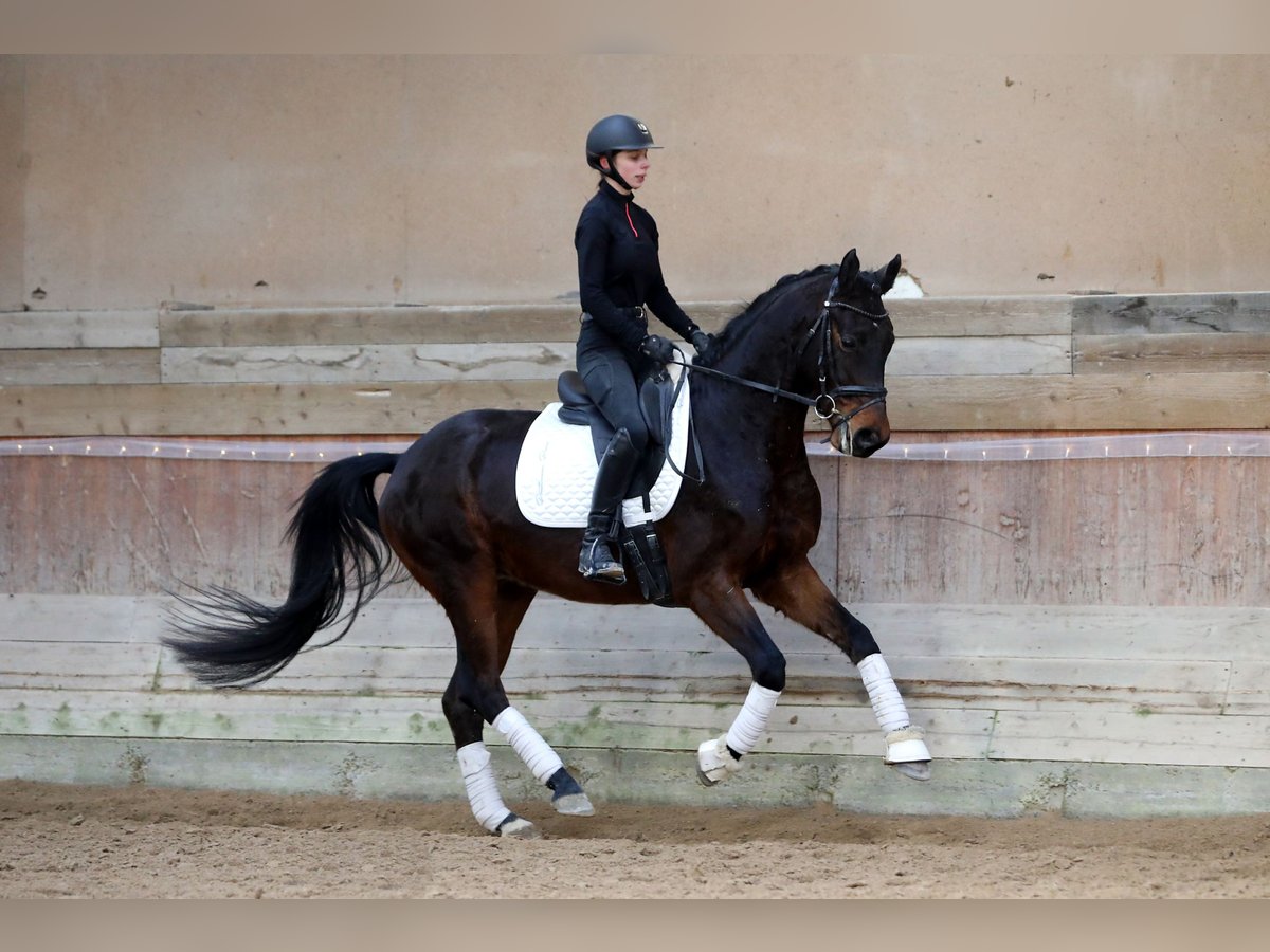 Hannoveraan Ruin 5 Jaar 167 cm Donkerbruin in Altenstadt