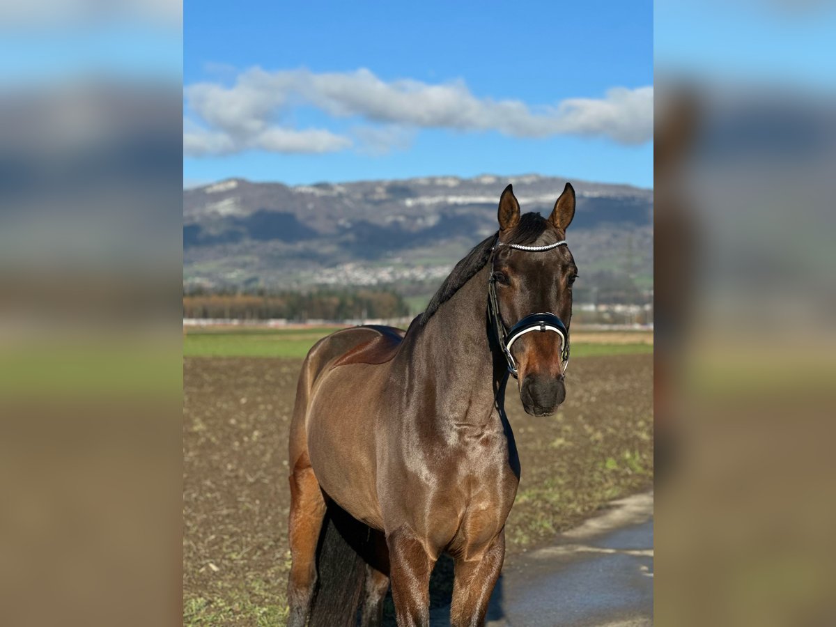 Hannoveraan Ruin 5 Jaar 167 cm Zwartbruin in Deitingen