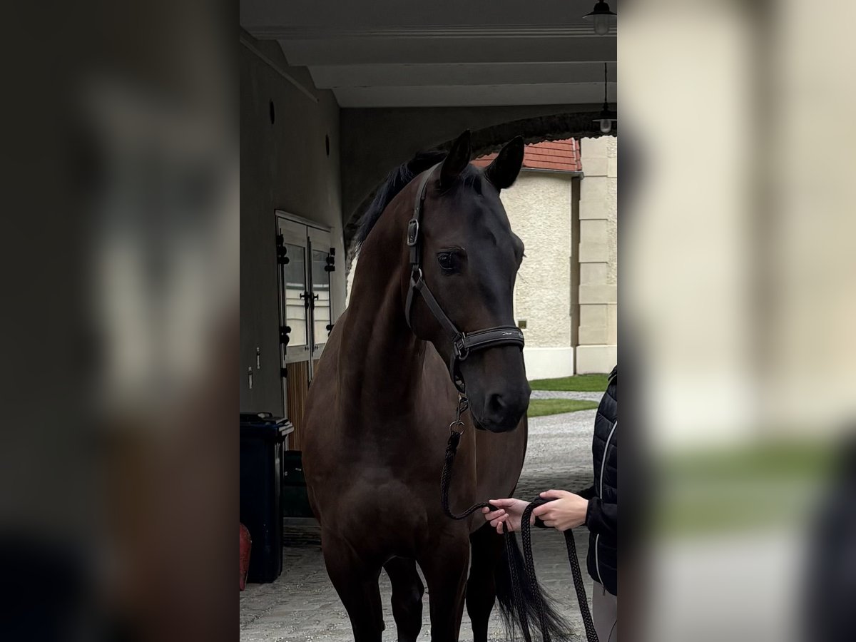 Hannoveraan Ruin 5 Jaar 167 cm Zwartbruin in St. P&#xF6;lten