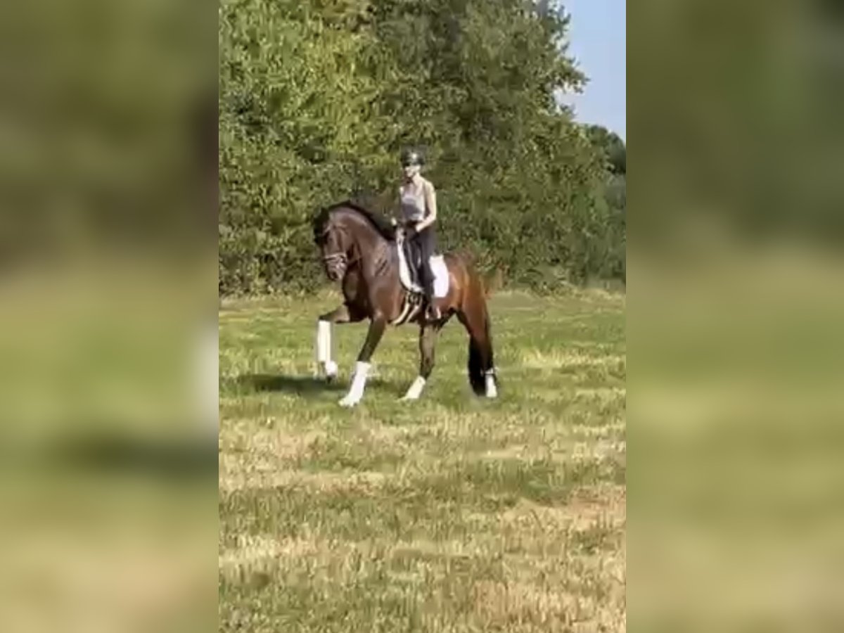 Hannoveraan Ruin 5 Jaar 168 cm Bruin in Hamm