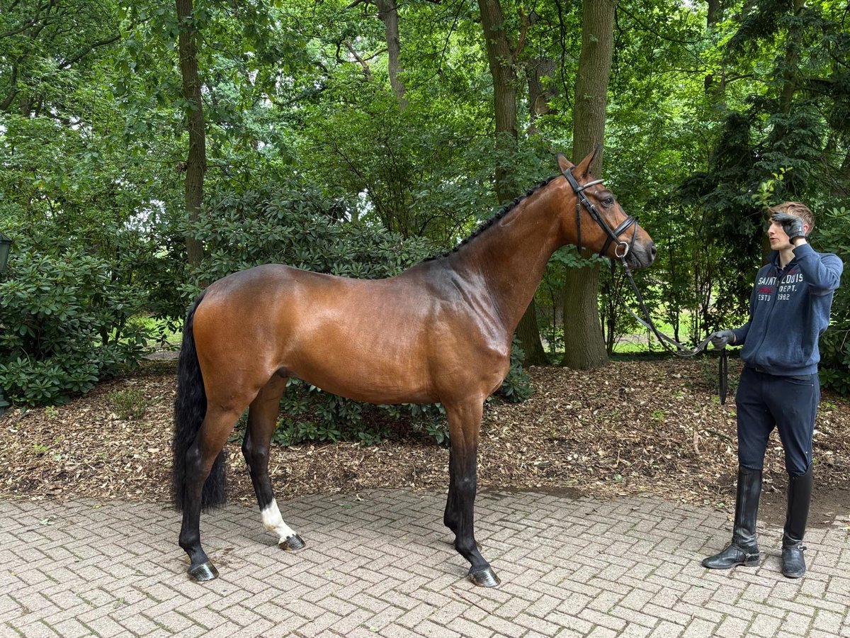 Hannoveraan Ruin 5 Jaar 168 cm Bruin in Verden (Aller)
