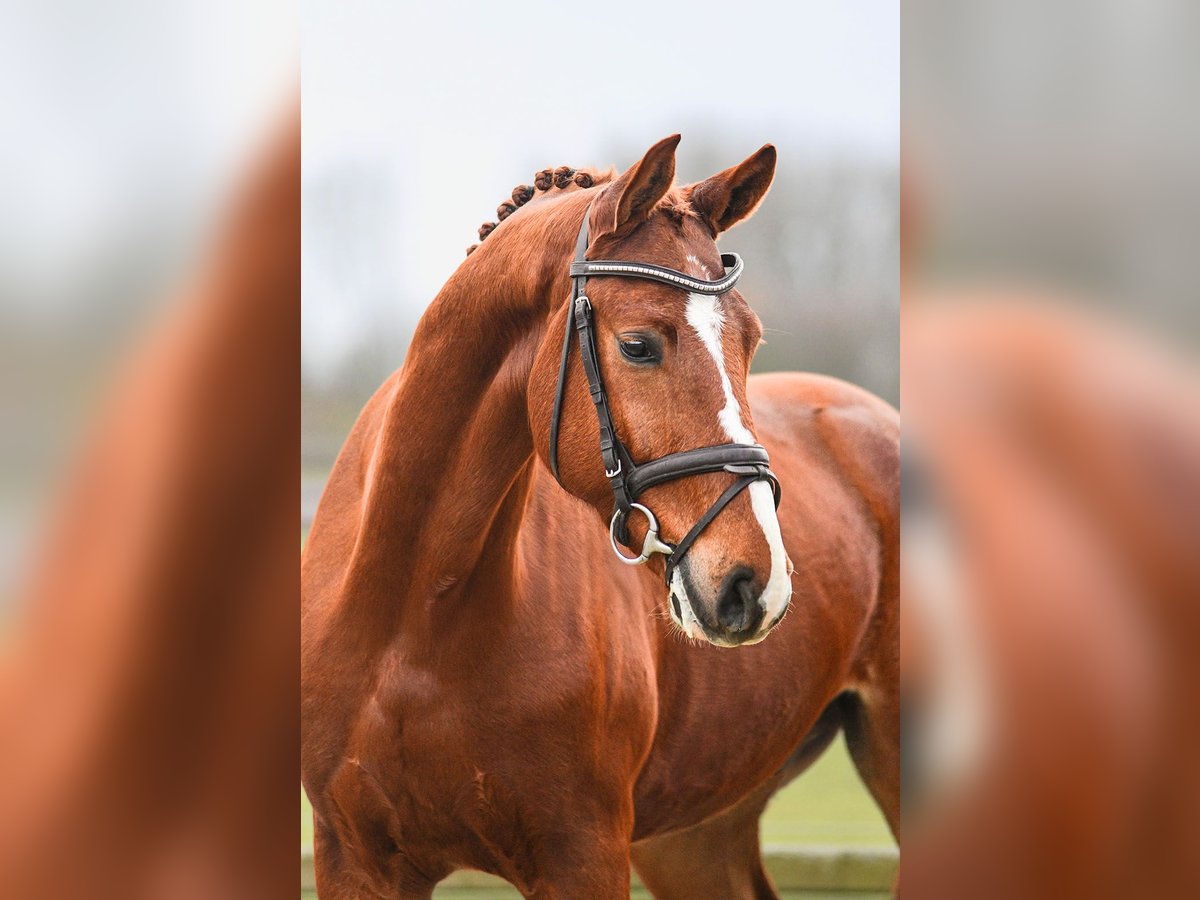 Hannoveraan Ruin 5 Jaar 168 cm Vos in Riedstadt