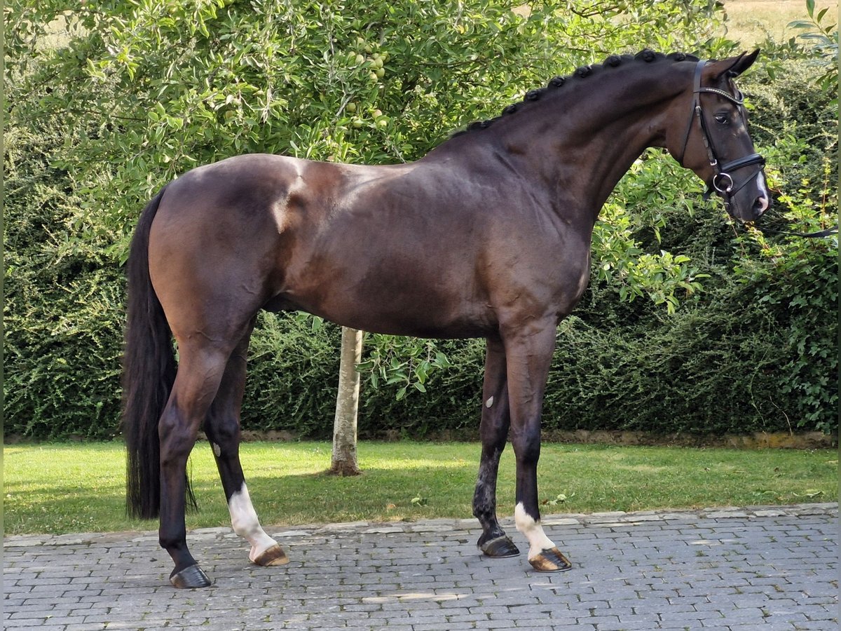 Hannoveraan Ruin 5 Jaar 168 cm Zwart in Ostercappeln