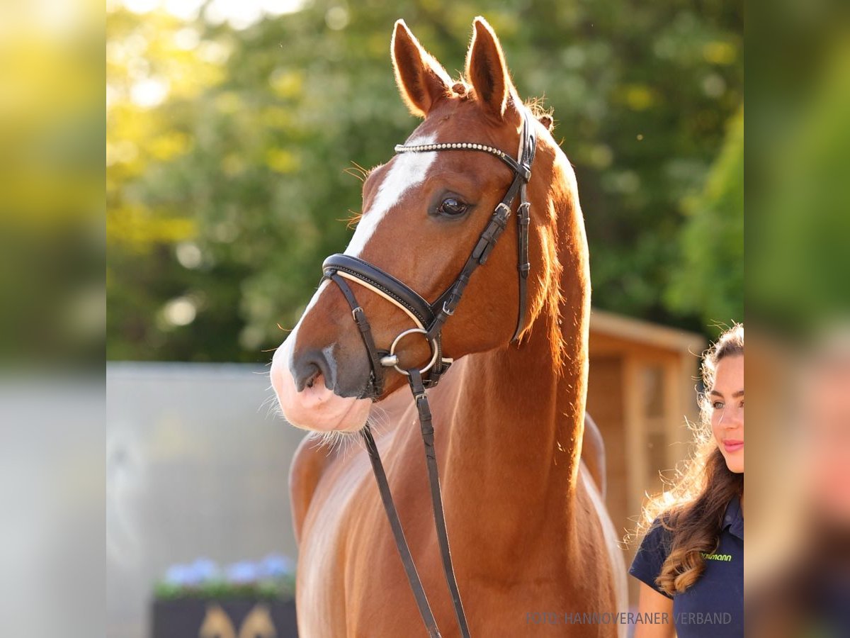 Hannoveraan Ruin 5 Jaar 169 cm Bruin in Verden