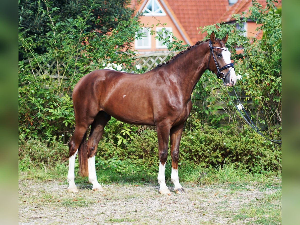 Hannoveraan Ruin 5 Jaar 169 cm Donkere-vos in Hohenfelde