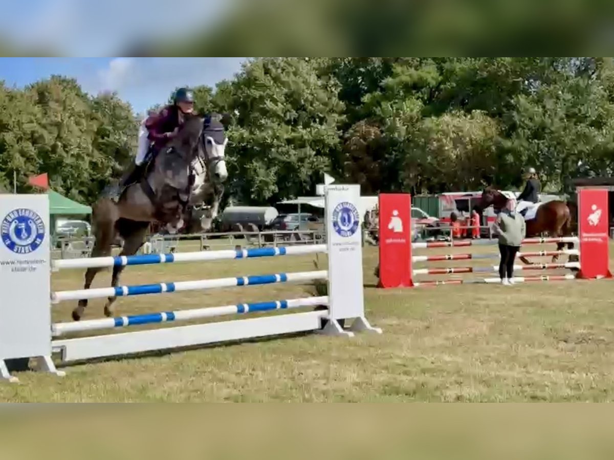 Hannoveraan Ruin 5 Jaar 169 cm Schimmel in Bremerv&#xF6;rde