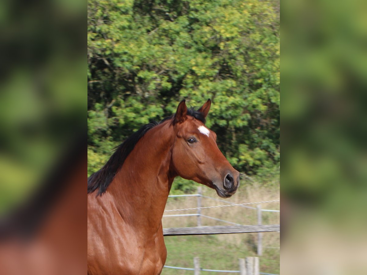 Hannoveraan Ruin 5 Jaar 170 cm Bruin in Mainxe