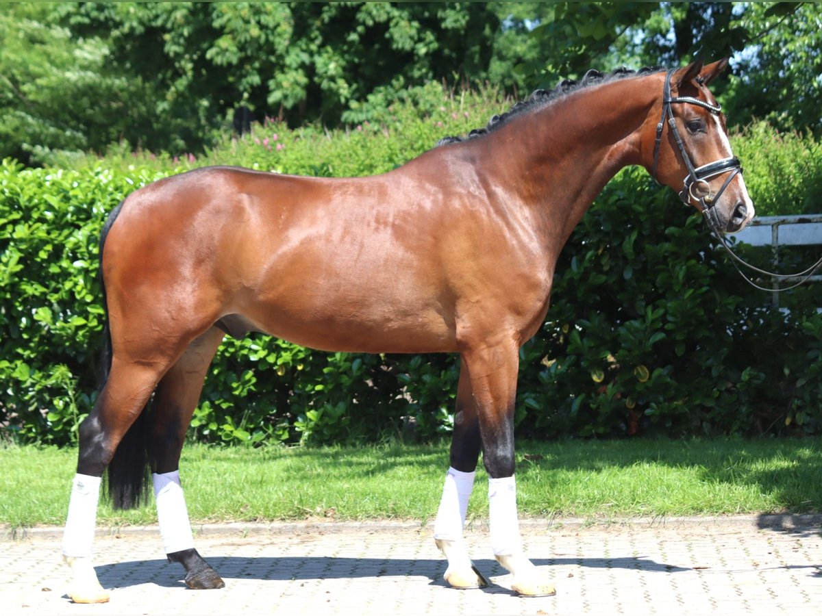 Hannoveraan Ruin 5 Jaar 170 cm Bruin in Selsingen