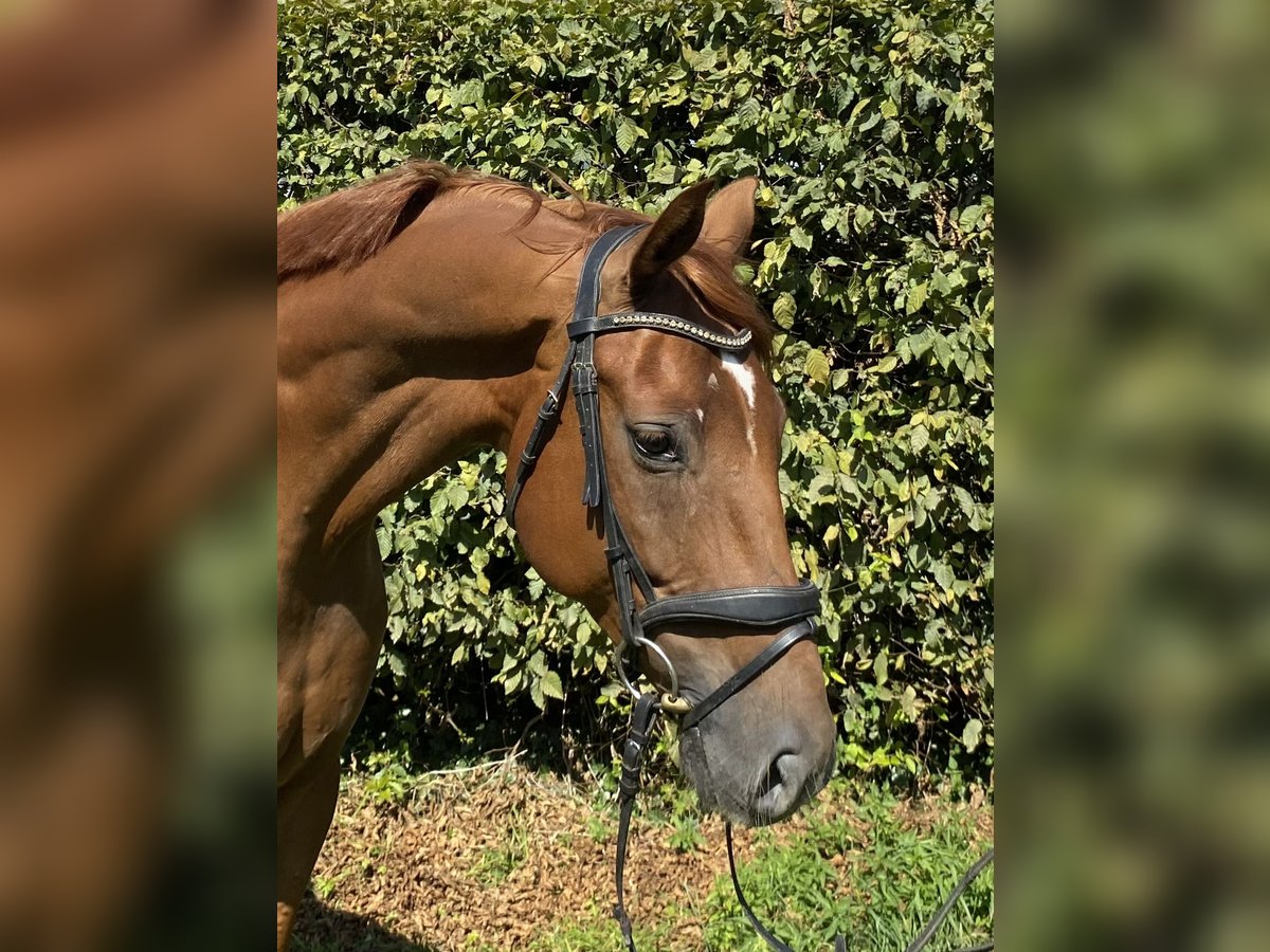 Hannoveraan Ruin 5 Jaar 170 cm Vos in Elze Esbeck