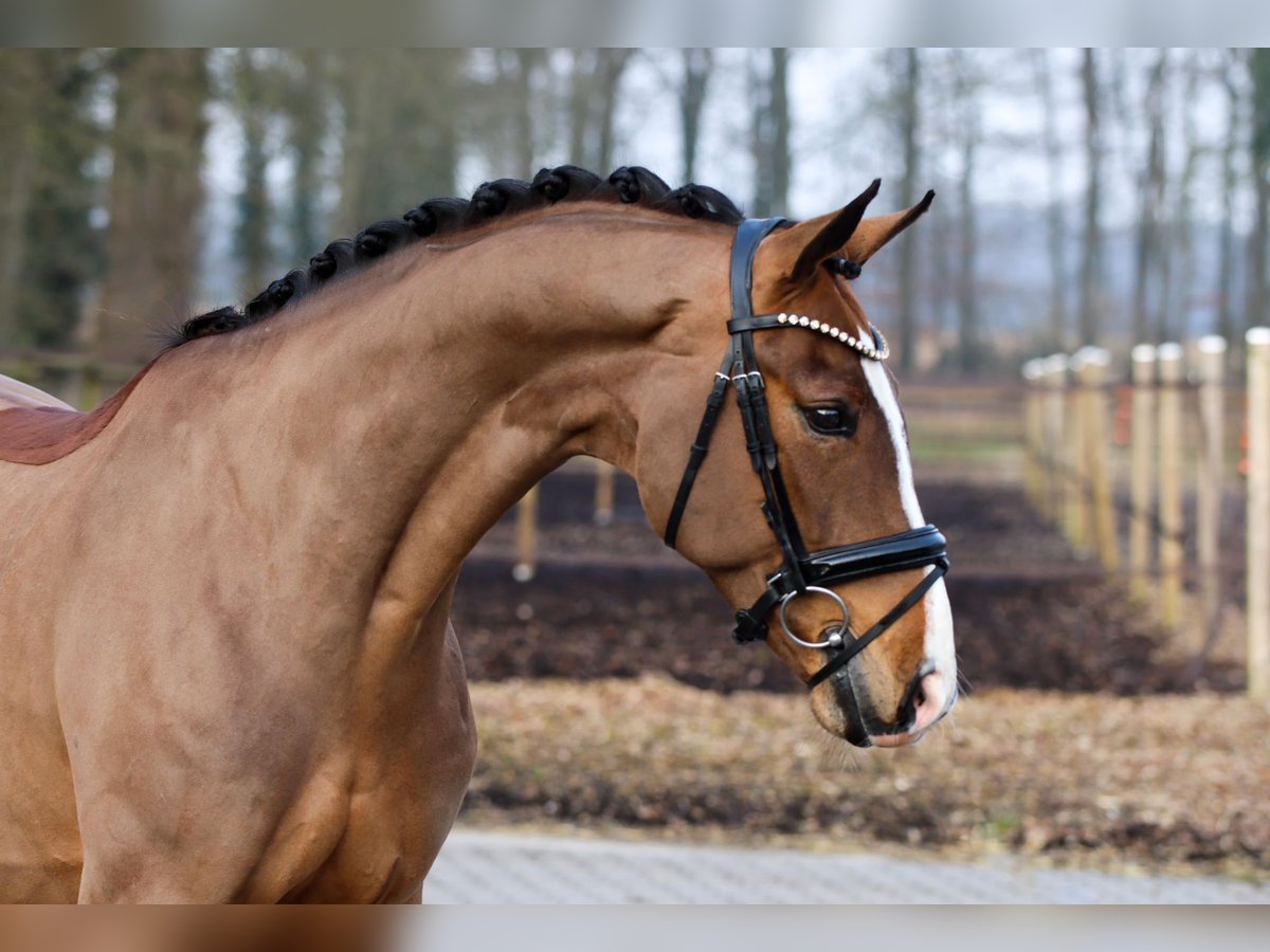 Hannoveraan Ruin 5 Jaar 172 cm Bruin in Lienen