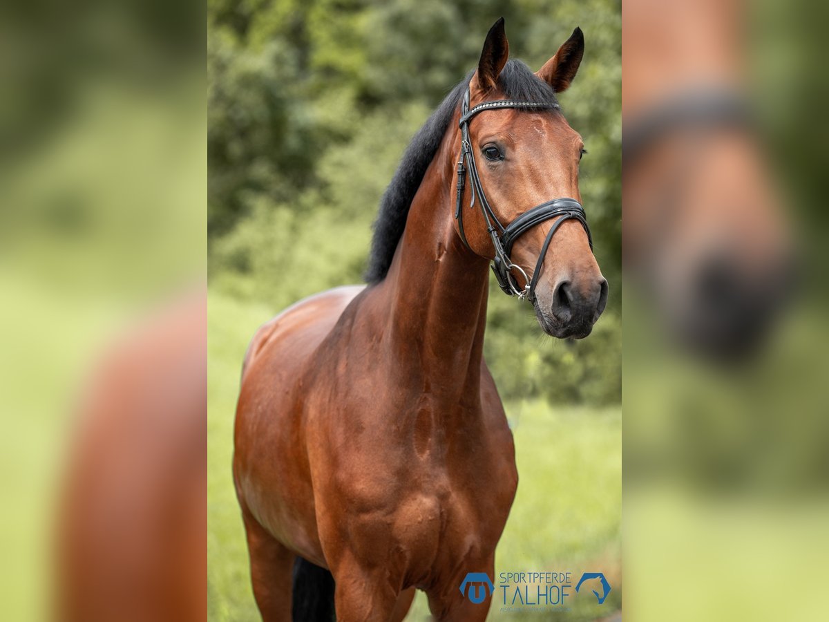 Hannoveraan Ruin 5 Jaar 172 cm Bruin in Korntal-Münchingen