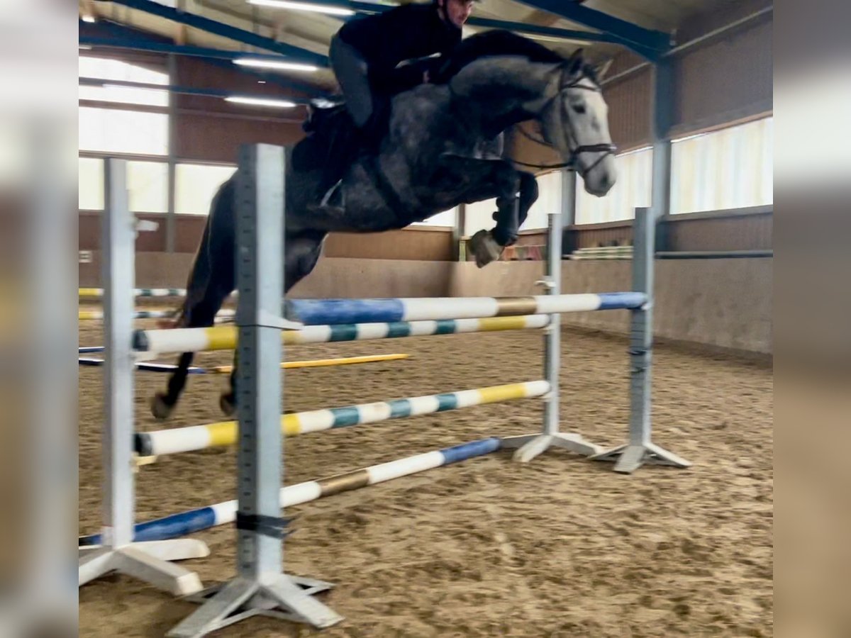 Hannoveraan Ruin 5 Jaar 172 cm Schimmel in Schöllnach Hannoveraan Ruin 5 Jaar 172 cm Schimmel in Schöllnach
