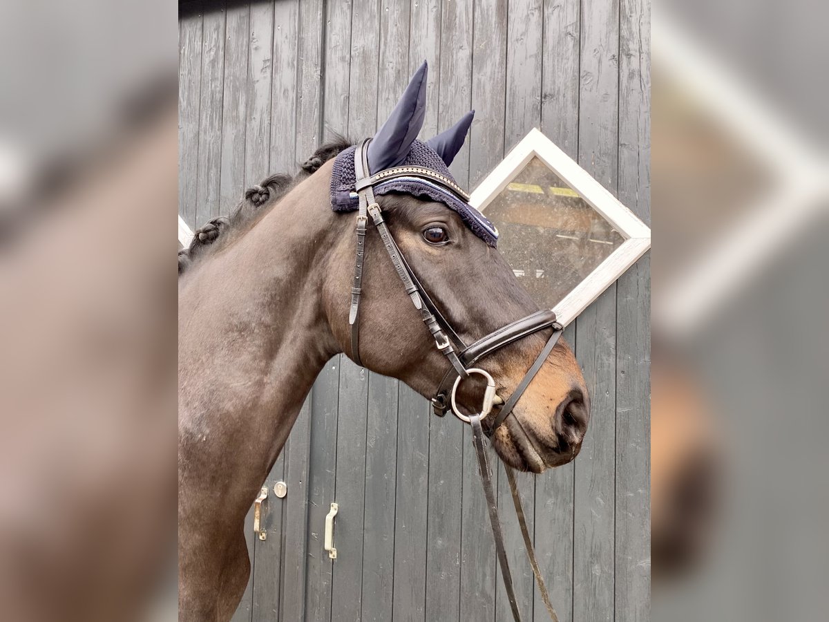 Hannoveraan Ruin 5 Jaar 173 cm Zwartbruin in Hammah