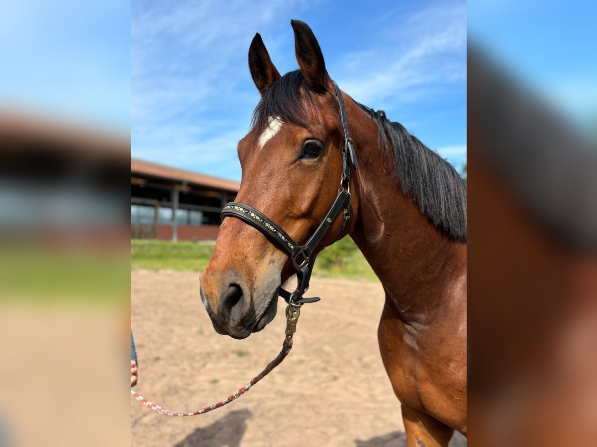 Hannoveraan Ruin 5 Jaar 174 cm Bruin in Lilienthal