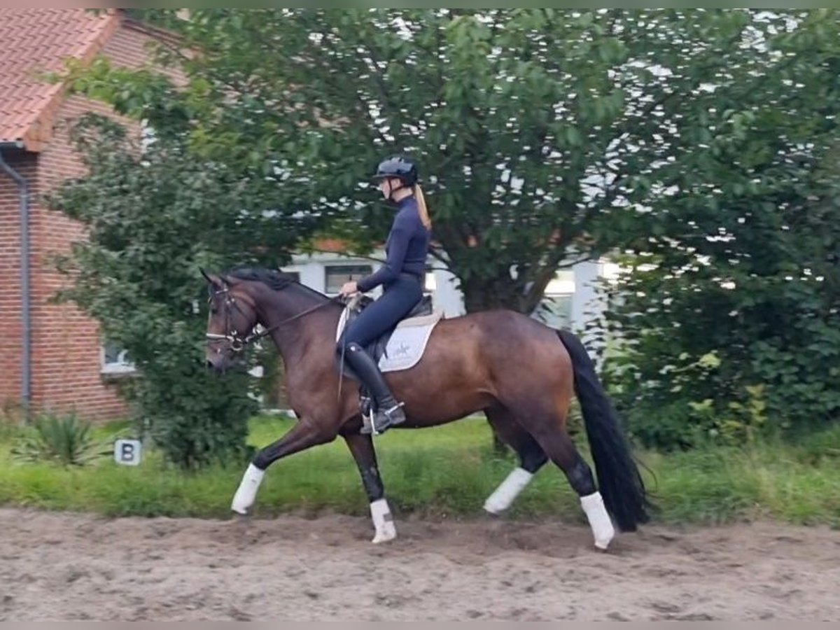 Hannoveraan Ruin 6 Jaar 165 cm Donkerbruin in Bassum