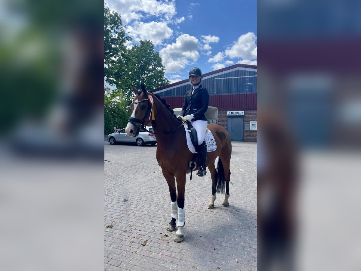 Hannoveraan Ruin 6 Jaar 167 cm Bruin in Ladbergen