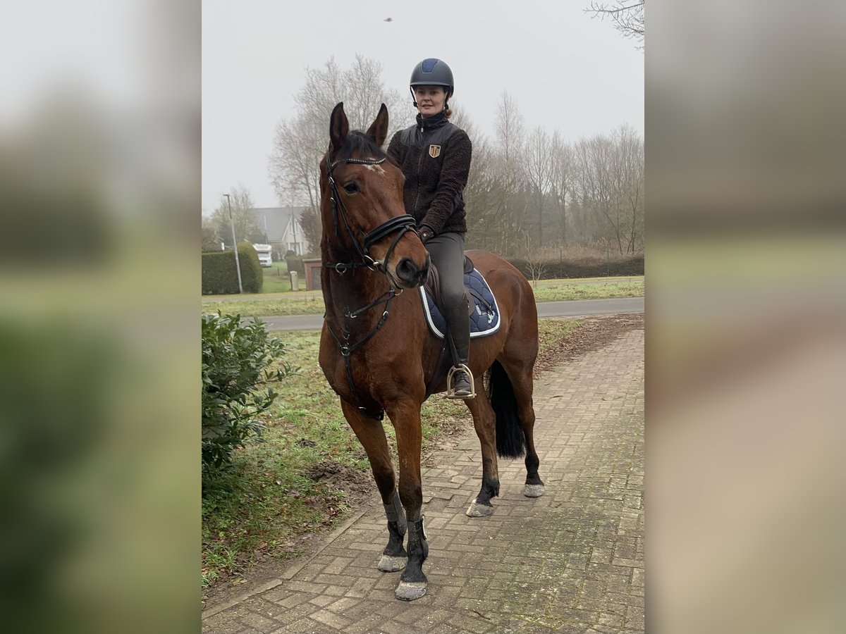 Hannoveraan Ruin 6 Jaar 167 cm Bruin in Hepstedt