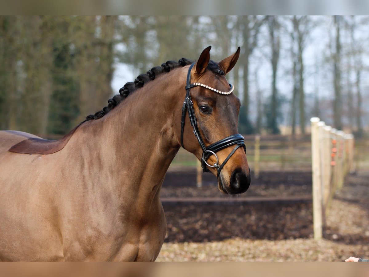 Hannoveraan Ruin 6 Jaar 169 cm Donkerbruin in Lienen