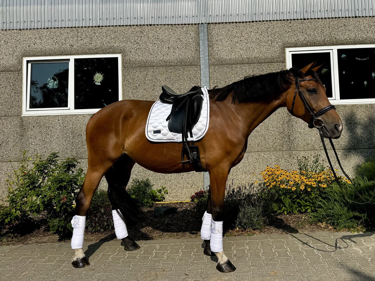 Hannoveraan Ruin 6 Jaar 170 cm Bruin in Frechen
