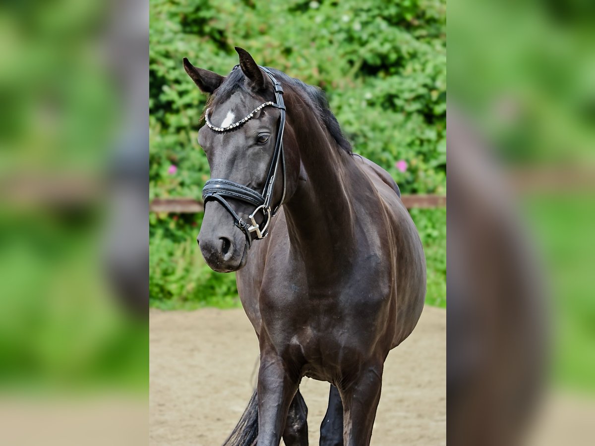 Hannoveraan Ruin 6 Jaar 170 cm Zwart in Blekendorf