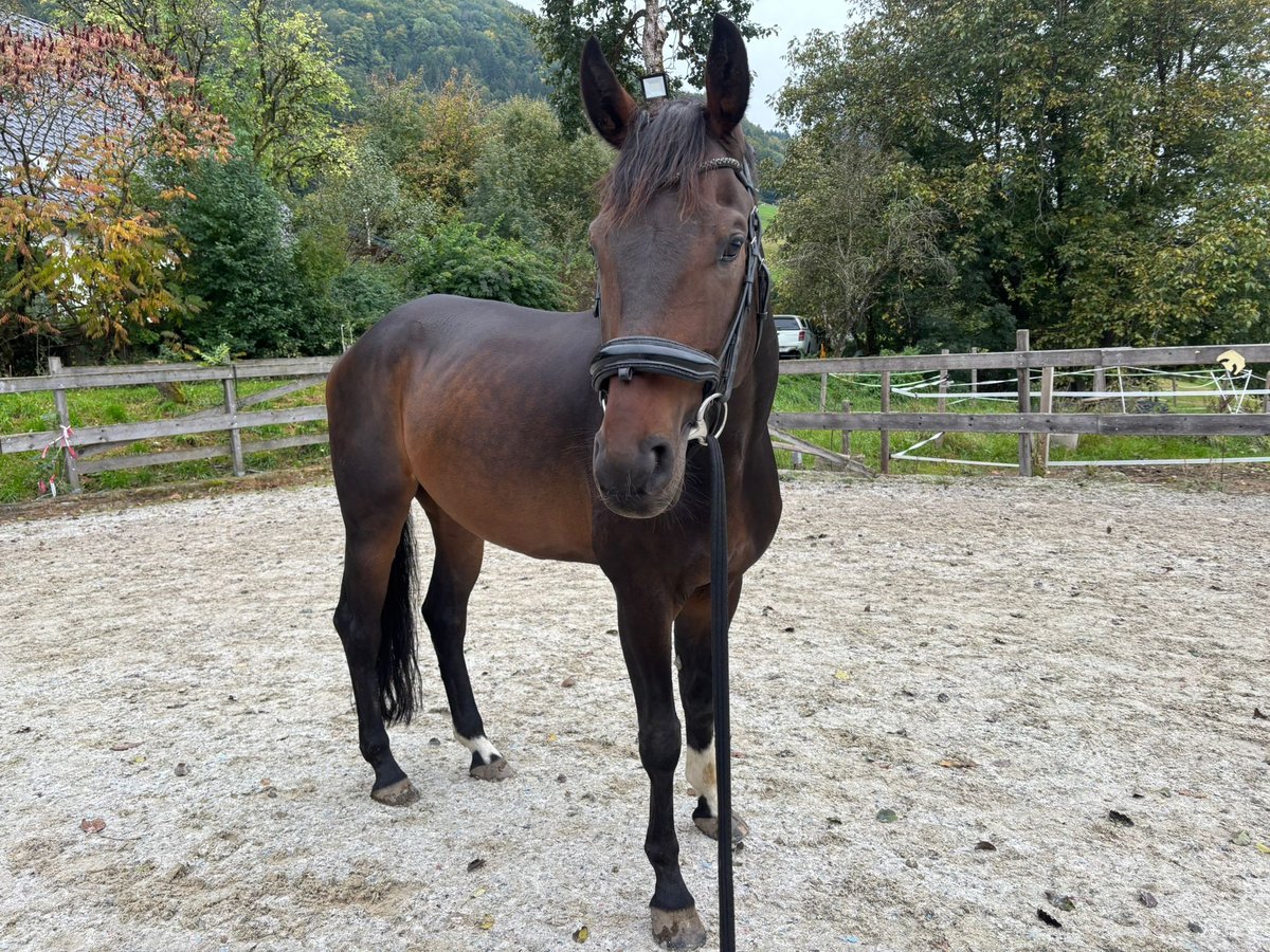 Hannoveraan Ruin 6 Jaar 171 cm Donkerbruin in Ebensee