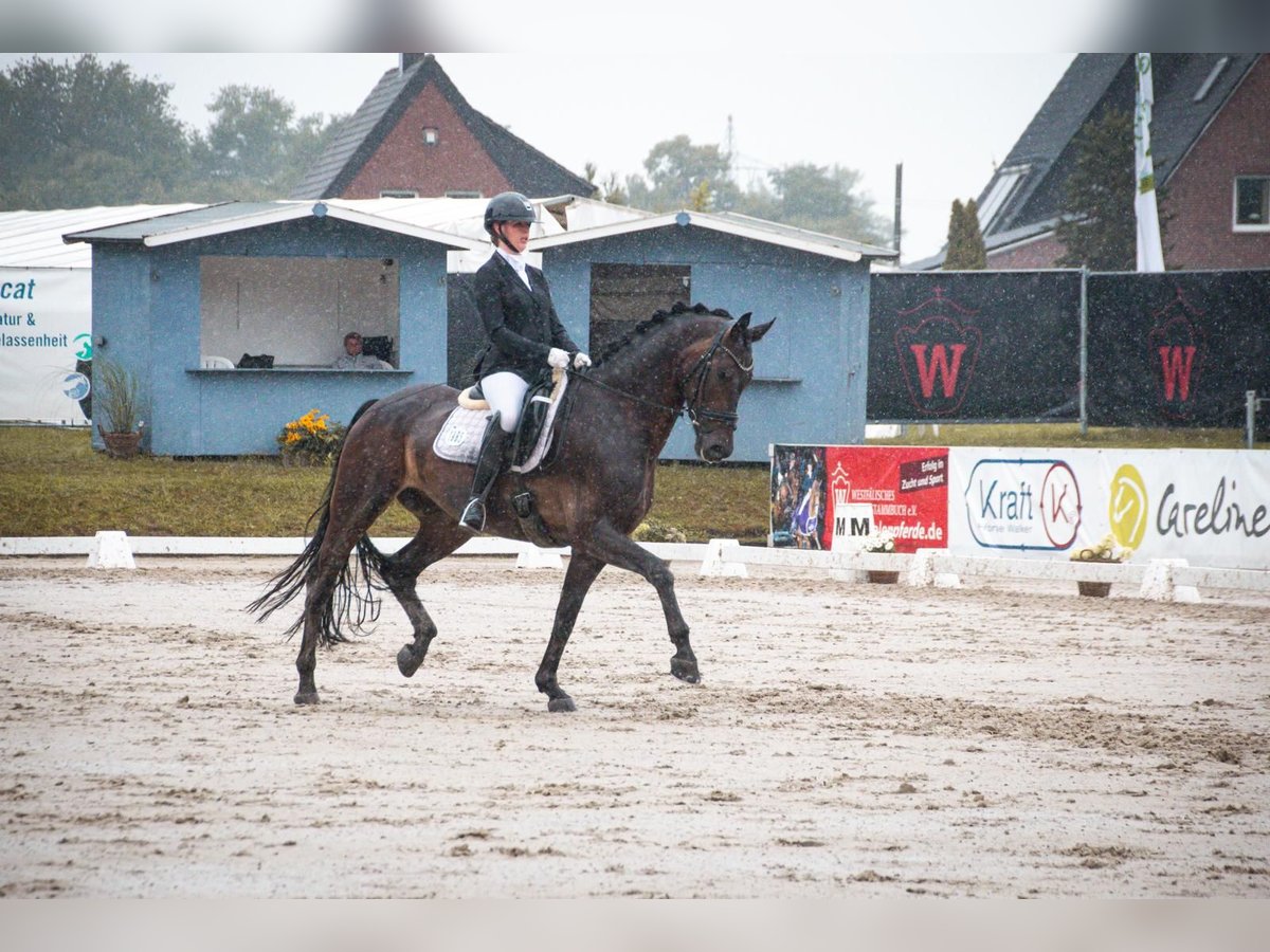 Hannoveraan Ruin 6 Jaar 172 cm Zwartbruin in Greven