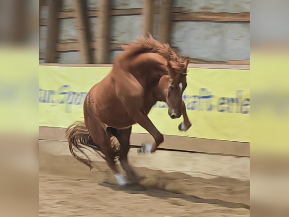 Hannoveraan Ruin 6 Jaar 173 cm Vos in Siems