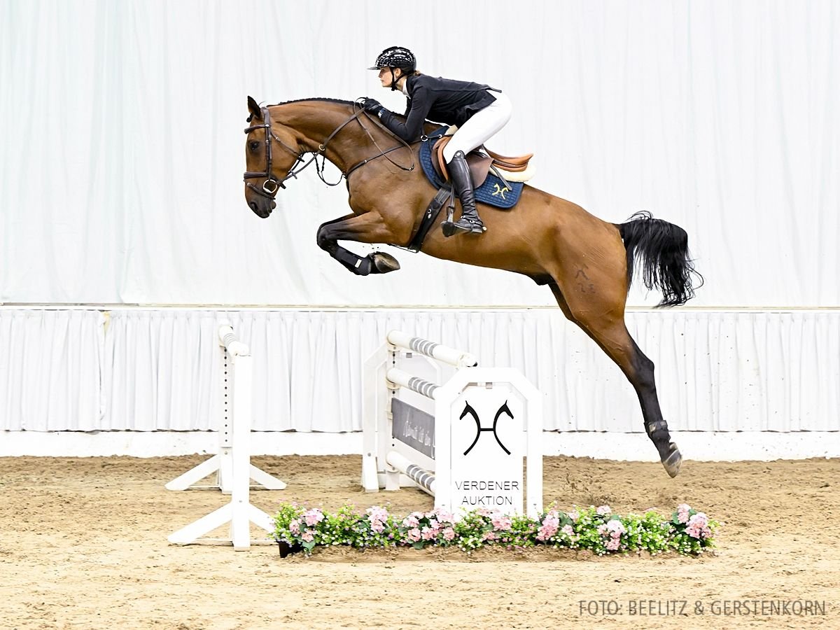 Hannoveraan Ruin 6 Jaar 174 cm Bruin in Verden