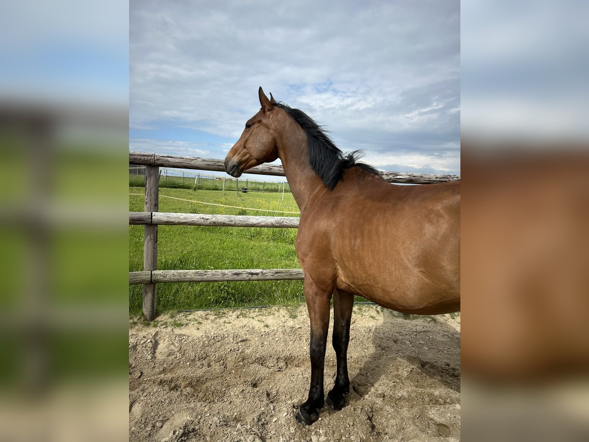 Hannoveraan Ruin 6 Jaar 175 cm Bruin in Reims